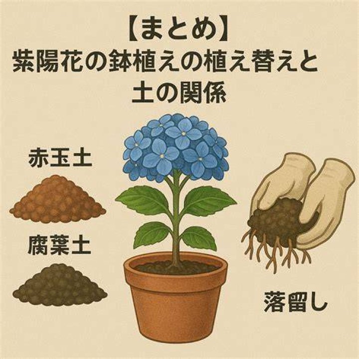 紫陽花の植え替え時期を表すイメージ
