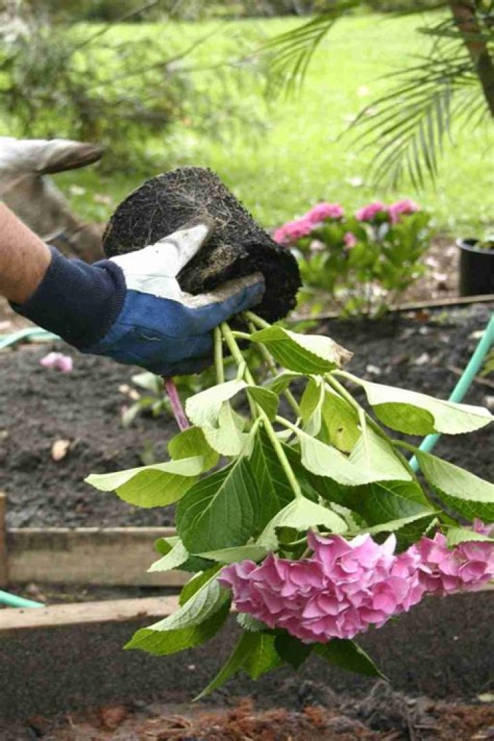 紫陽花（アジサイ）の植え替え時期はいつ？失敗を減らす実践ガイド