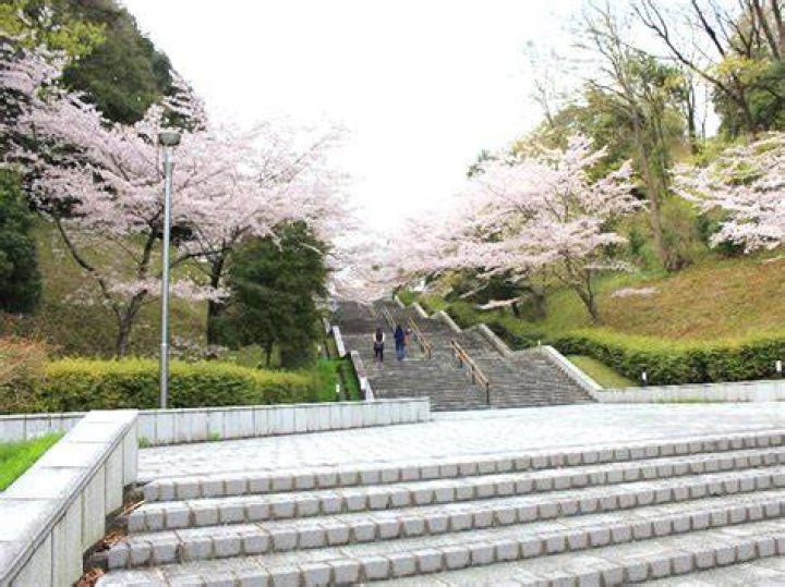 浦安 総合 公園 西地区：暮らしに寄り添う公園の歩き方と見どころ